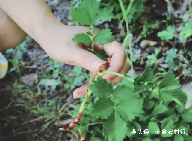 抗癌|生长于路旁的“老鹤嘴”,很多人都见过,但却不知其抗癌效果极佳