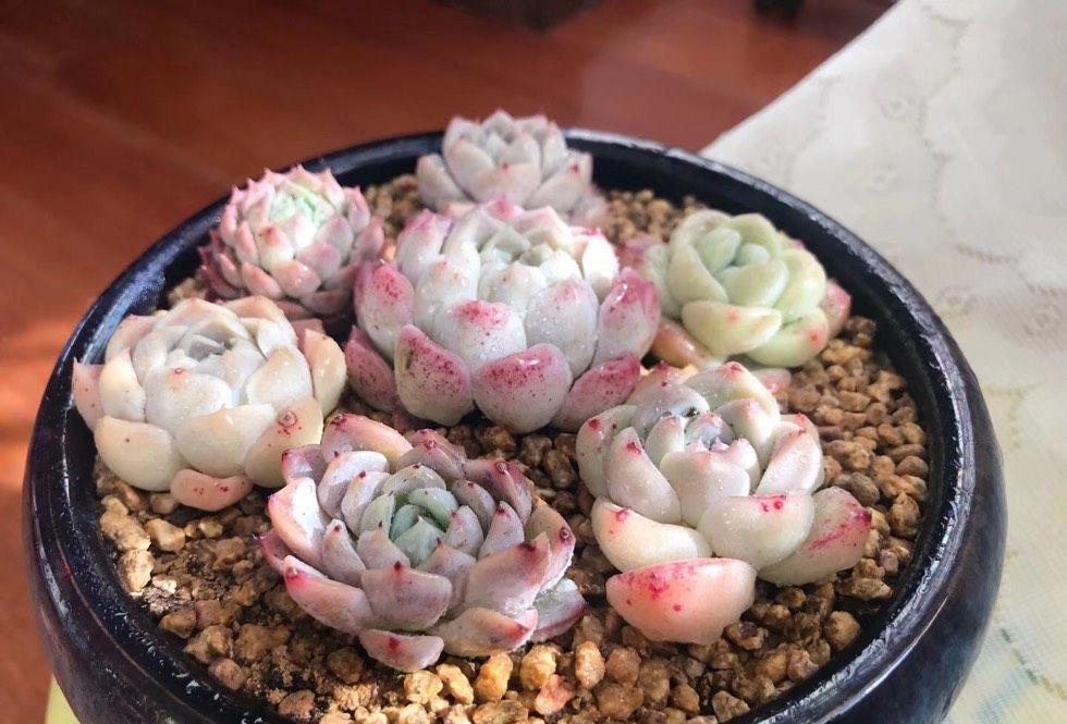 度夏|多肉植物度夏，有3招，到了秋天就变美，颜值更高了