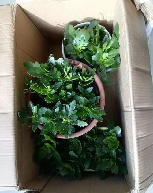 长寿花|冬天长寿花千万别放3处，不然开花少，甚至不开花！别忽视！