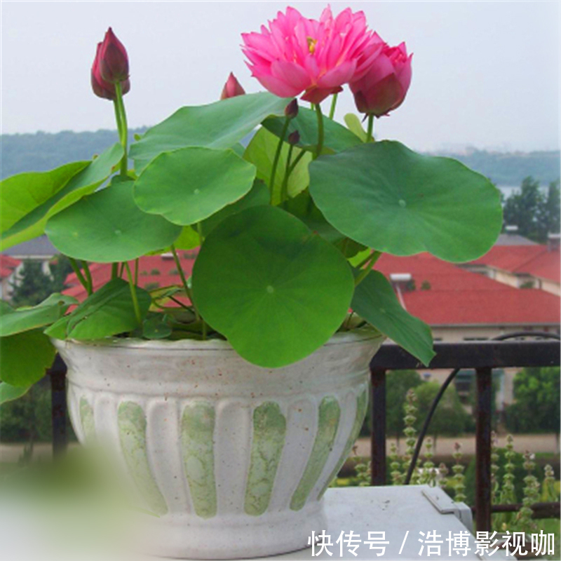 丽江发现一户人家院子，那叫一惊艳！太美了，拍照给大家看看