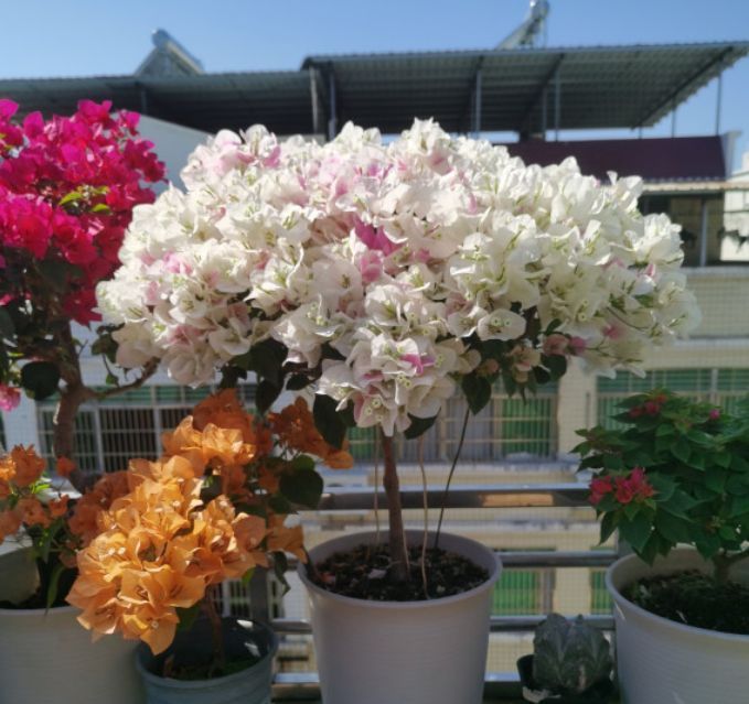 冬天|家养几种花,养护有技巧,期生长顺利,花香浓