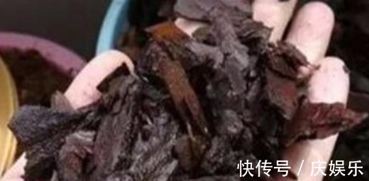 养花|出门捡块“它”,砸碎扔盆里,土壤疏松不板结,几年不换盆也能长