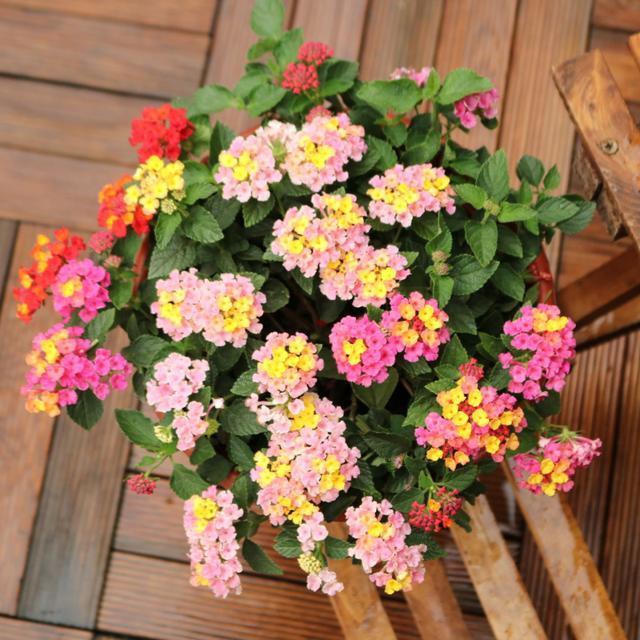 比仙人掌还好养的花卉，一花五色，能耐高温，花期长达300天