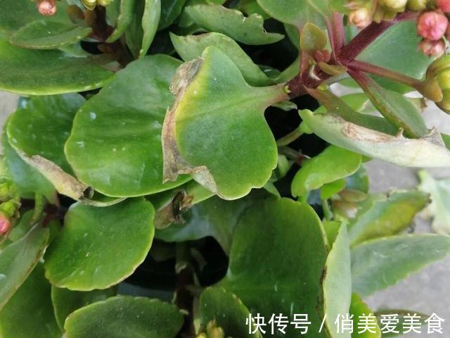 高温|10种花要控水，天热反而不能浇，一浇水就死