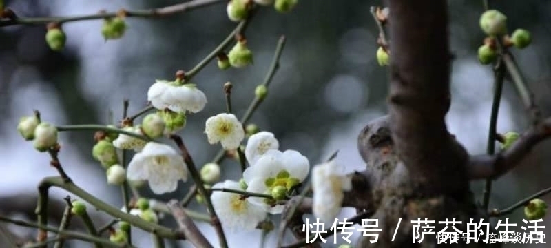 伤感&李商隐的这首《忆梅》,开篇两组叠字句令人惊艳,从开篇美到结尾