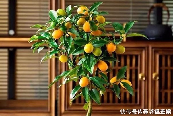 收获|此花被称为“转运珠”，寓意收获和招财，可以让家人更加发财旺运