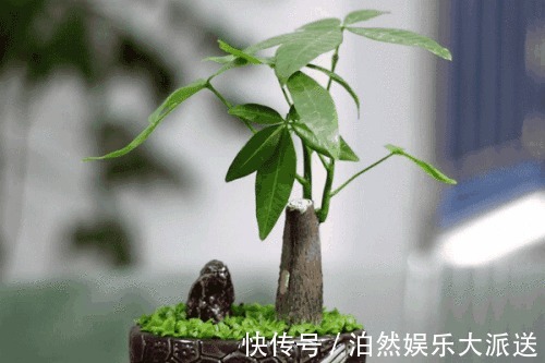 玉树|适宜客厅养的3种耐旱花，30天浇一次，茎壮花爆盆，叶子巴掌大