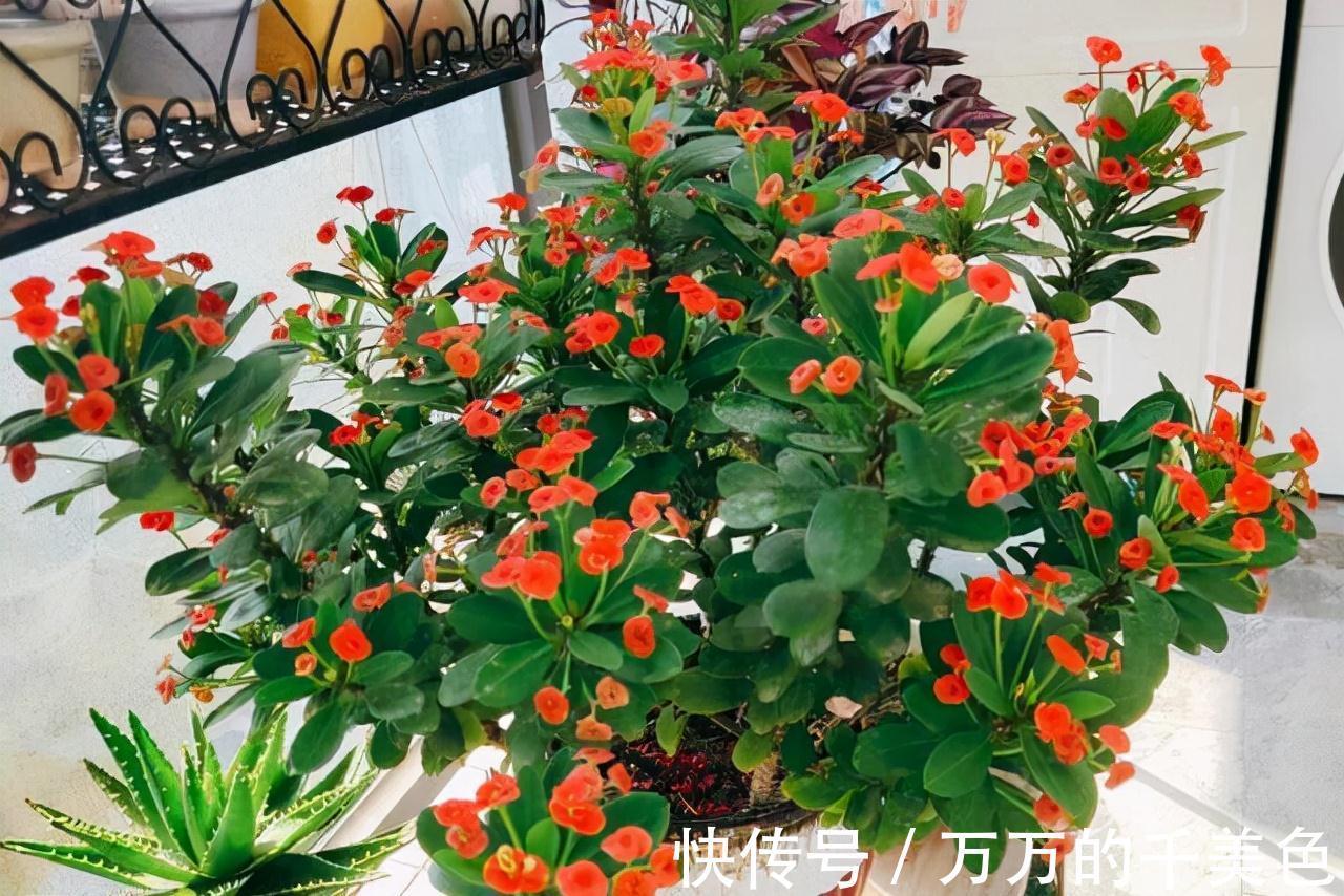 容易因多浇水而死的“10种花”,想要养好,管住手,少浇水