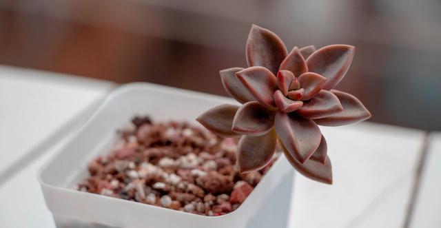 夏季|多肉里的普货也能养出好状态,以下普货多肉,好养易出状态