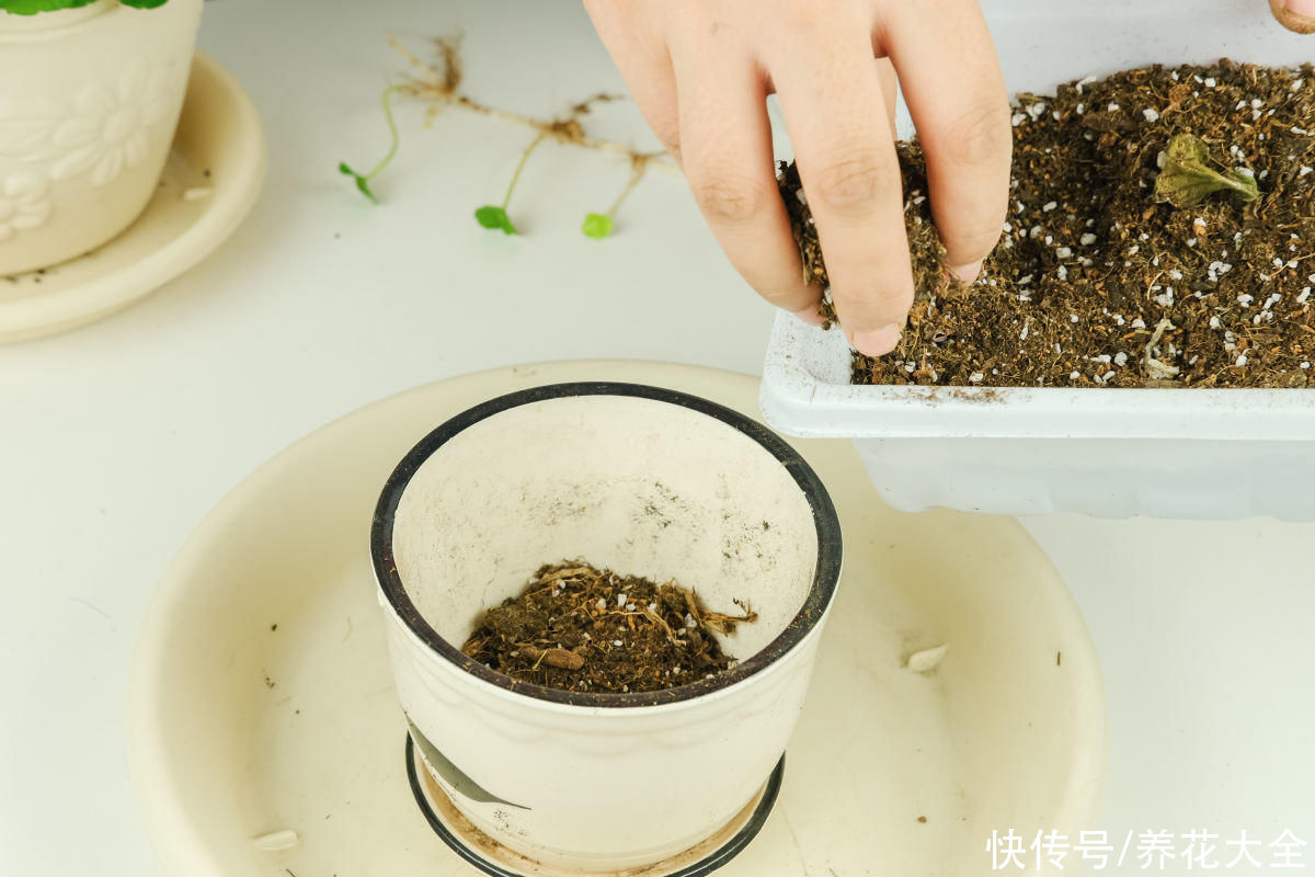春天给花换盆,掌握换盆技巧,换完呼呼长