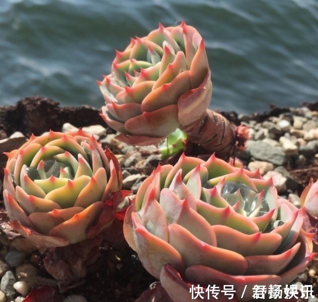 玉蝶|喜欢养多肉，应该挑战一下玉蝶，可以控出这状态，不得不佩服