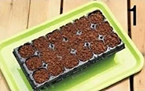 栽培香草享用极致的玩法，一经栽种，全程享乐！