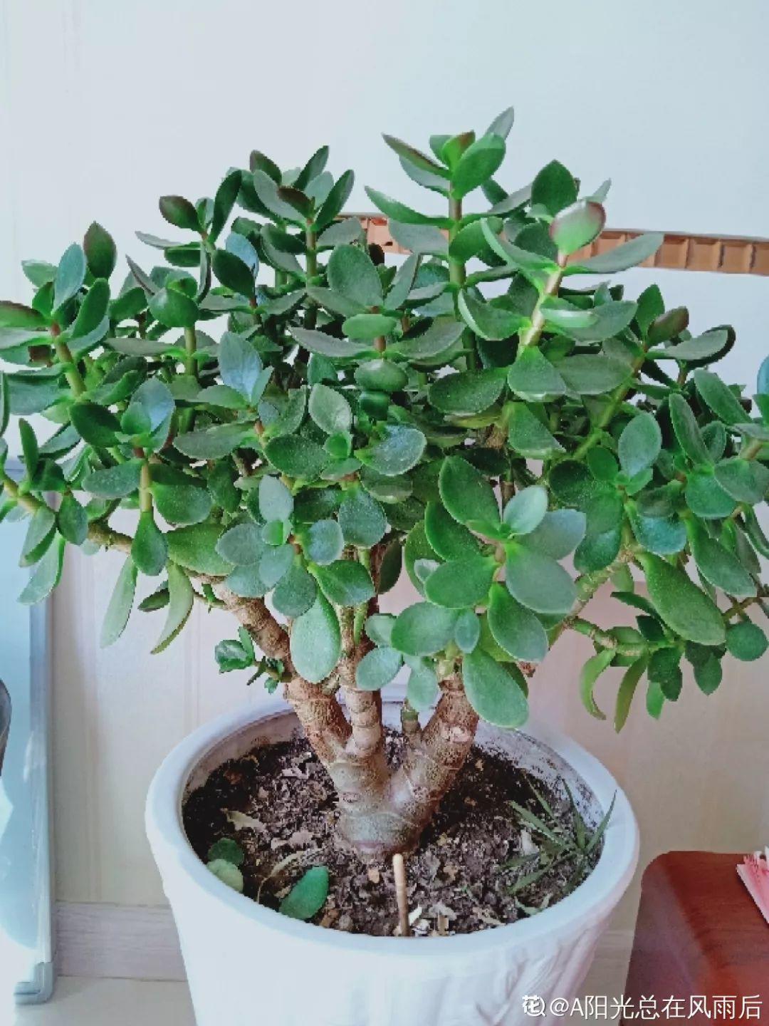 10种耐旱花,2个月不浇水,叶子反而绿油油!