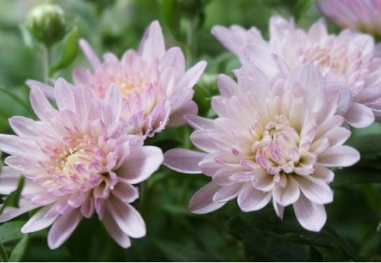 喜欢菊花,不如养盆“开花机器”夏菊,花开似瀑布,超可爱