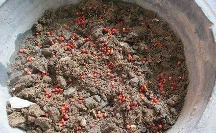 土壤|养花土壤万万要这样松,否则又干又硬,难怪你家植物总养不活