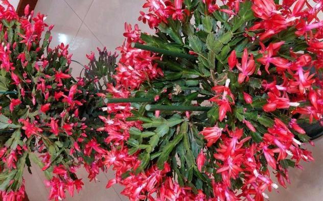蟹爪兰|秋冬最适合盆栽蟹爪兰,满足3需求,一茬接着一茬往外窜花