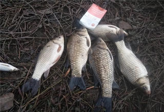 垂钓|很多人都知道“钓鱼要钓草”,却不知还有下半句,这才是关键所在