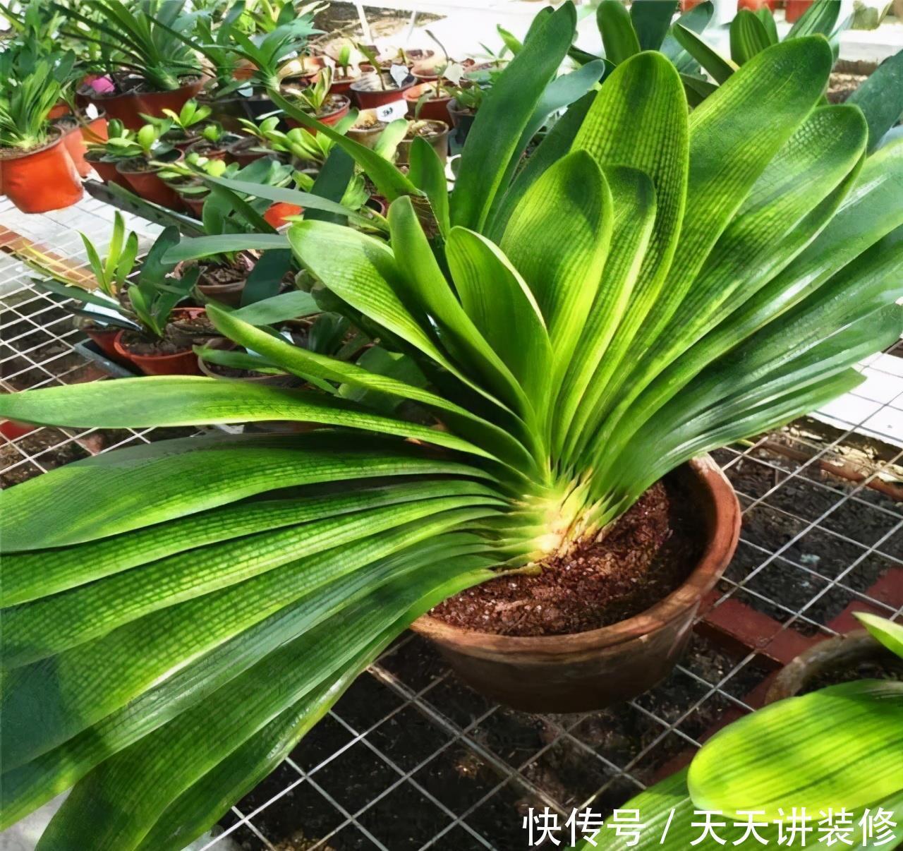 花店|五月逛花店，5种花不值得买，买了也浪费，要记得