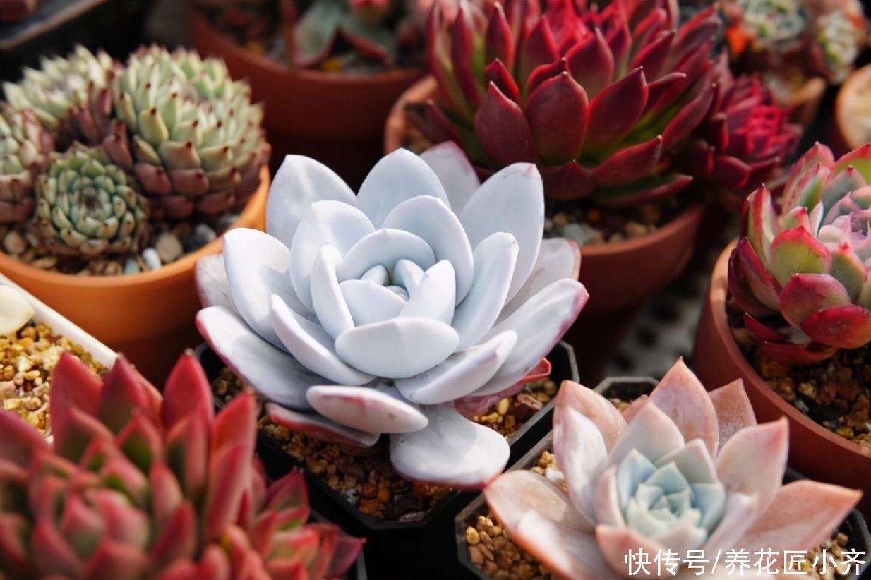 多肉|四季分明的地区养多肉,记住浇水3句“口诀”,根壮叶肥状态美