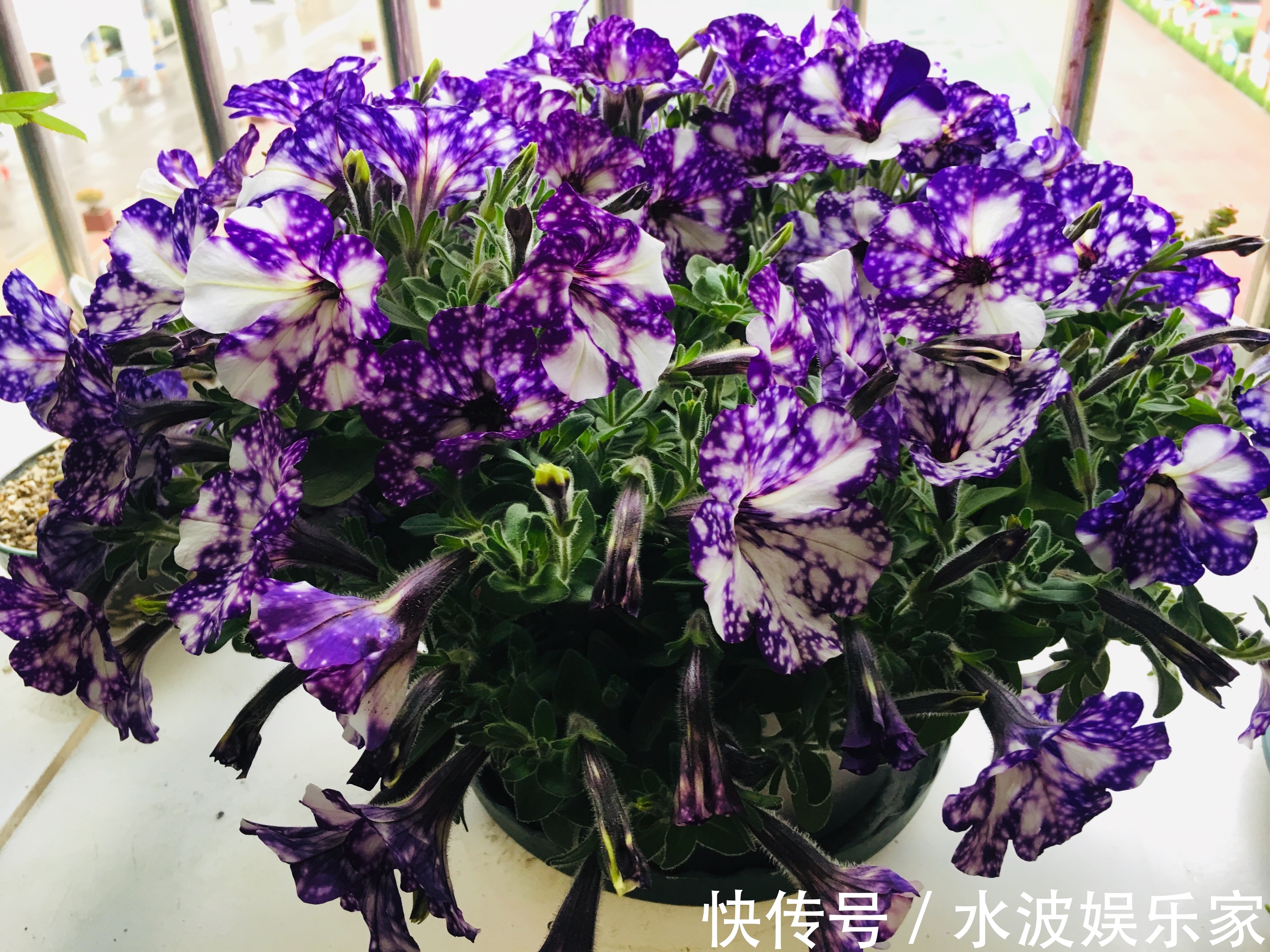 颜值担当|最美矮牵牛花—星空,花色梦幻美丽,周年开花不停,植株低矮好养