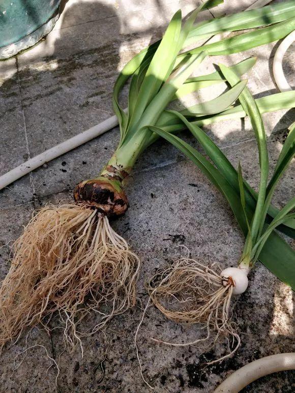 扦插|不用扦插,养花1盆变10盆,把根一掰,成活率翻倍!