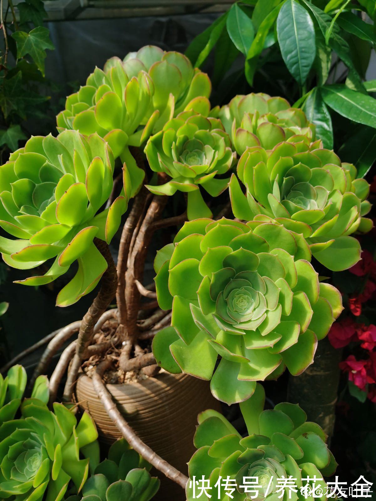 多肉|养花8年，总结出6个“坑”，早看早避开