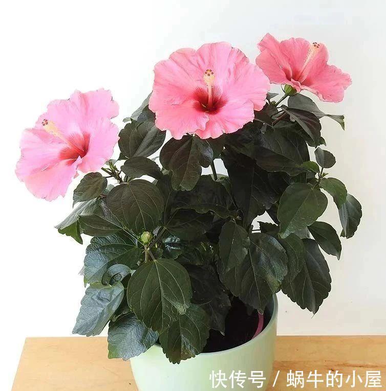 不同环境适合养的盆栽花卉，选合适自己的开花植物很重要