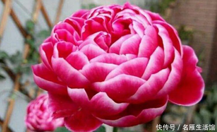 4种花最适合冬天养,浇水点就疯长,开花漂亮,人见人爱