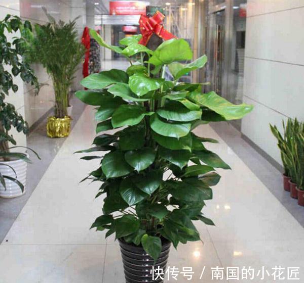 养花试试这几款，很好的绿化美化客厅环境，很大气