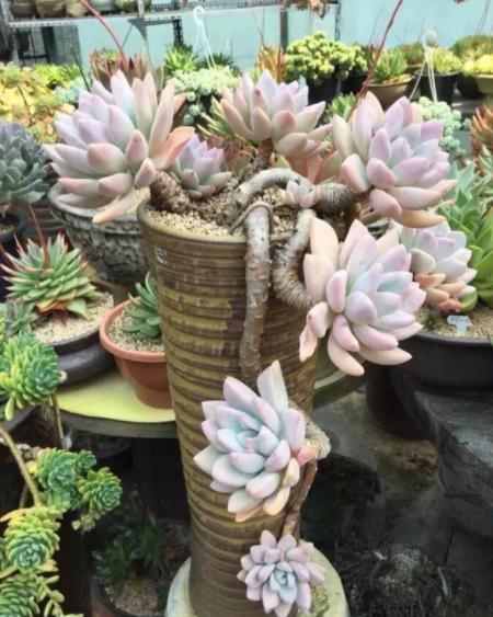 技巧|多肉不浇水就干瘪，一浇水就徒长？教你几个技巧，轻松养成肉胖子