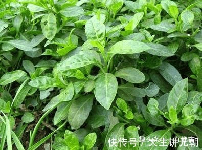 猪肝菜|农村几种野草是美味养生菜,用于肝脾肿大,关节炎,月经不调