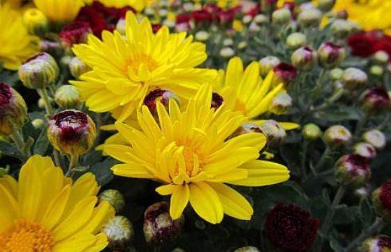 叶子花|从7月3号开始,家养这些植物,四季有花赏,越养越喜欢