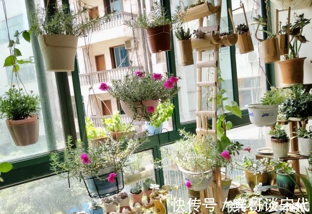 花园|养花技巧:客厅养一堆便宜花,一年四季开不停,没钱也能变花园!