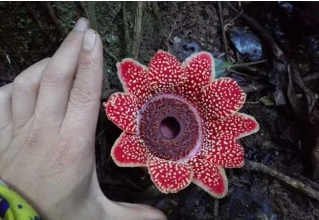 李东|比起曼珠沙华和彼岸花，更显妖艳和危险的2种花，拒绝传说