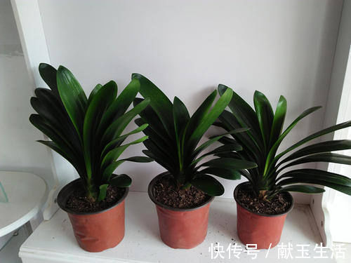 光照|12月养君子兰,就怕做错“5件事”,黄叶、烂根多,而且难开花