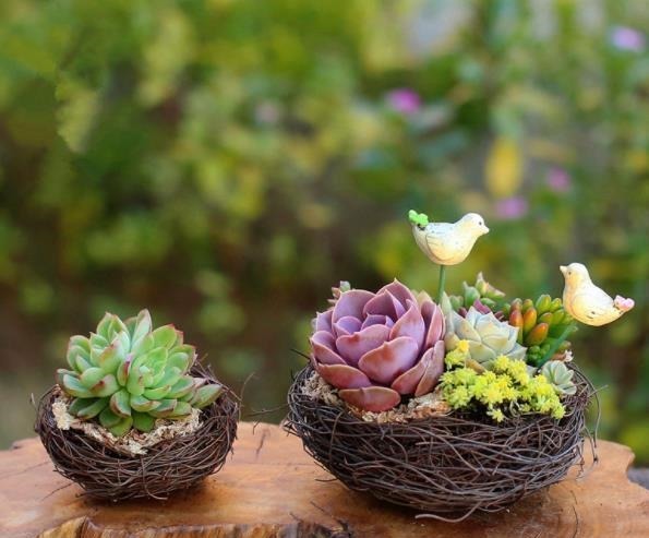 新手|3种花盆遇到带回家,养护多肉事半功倍,新手也能养出好状态