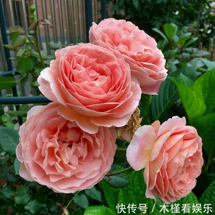 营养|月季扦插的弱苗怎样养壮实营养是关键,光照不能少,养根是基本