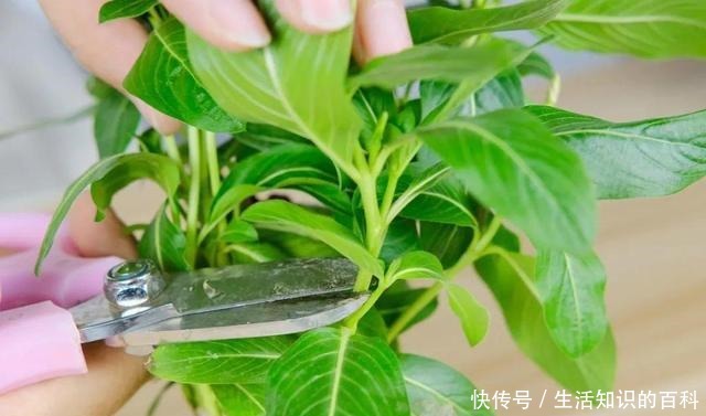 想省心就养这些花,没有病虫害,就爱开花!想省心就养这些花,没有病虫害,就爱开花!