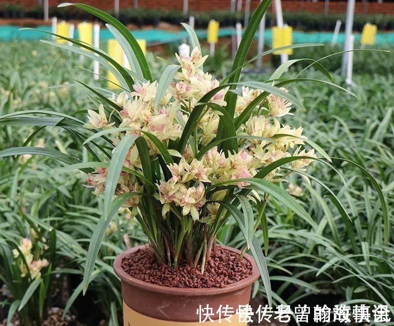 天价|曾经天价的8种兰花,如今跌落神坛,普通人也买得起