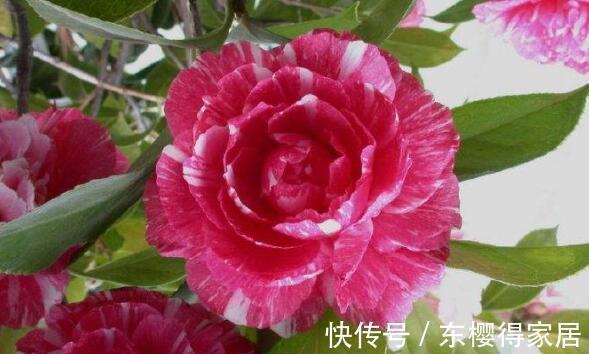 茶花|农历7月5号起,最适合养这些花,颜色鲜艳,每天都有好心情