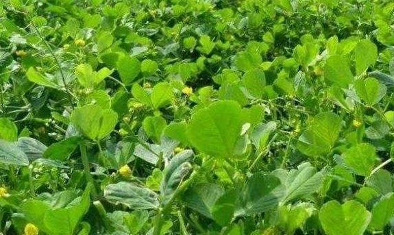 美容|女性担心老太快，推荐的食物，保护血管，护肤美容，滋养肌肤