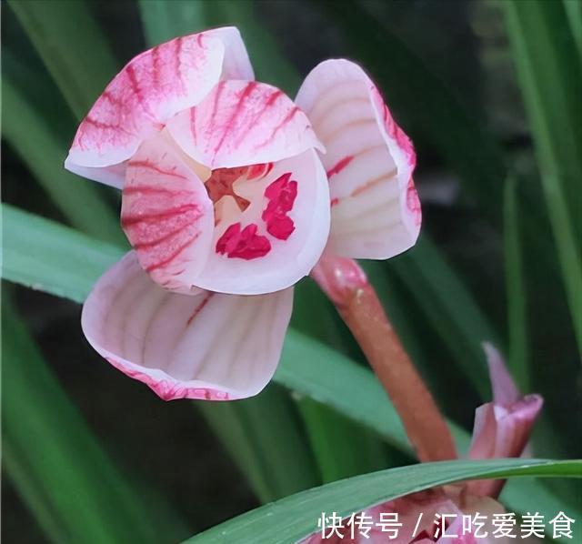 曾价值30万一苗,金边鹤艺,花色美艳,香味浓醇,带你认识女儿红