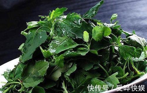 野灰菜|误以为有毒不敢吃,农民见到就铲除,其实营养丰富,一斤高达15元