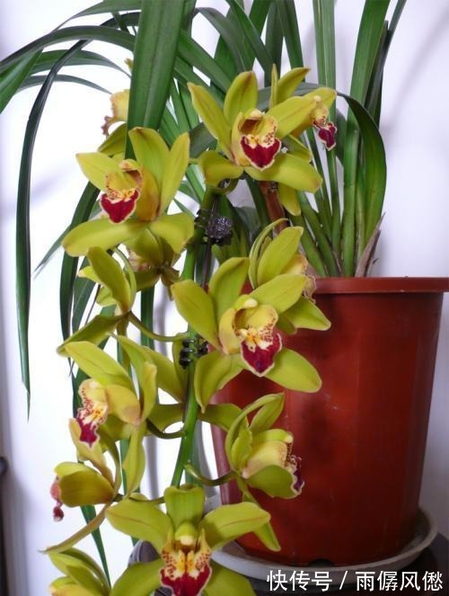 兰花怎么也养不好，用这1料养兰花，养根壮根，长势贼旺