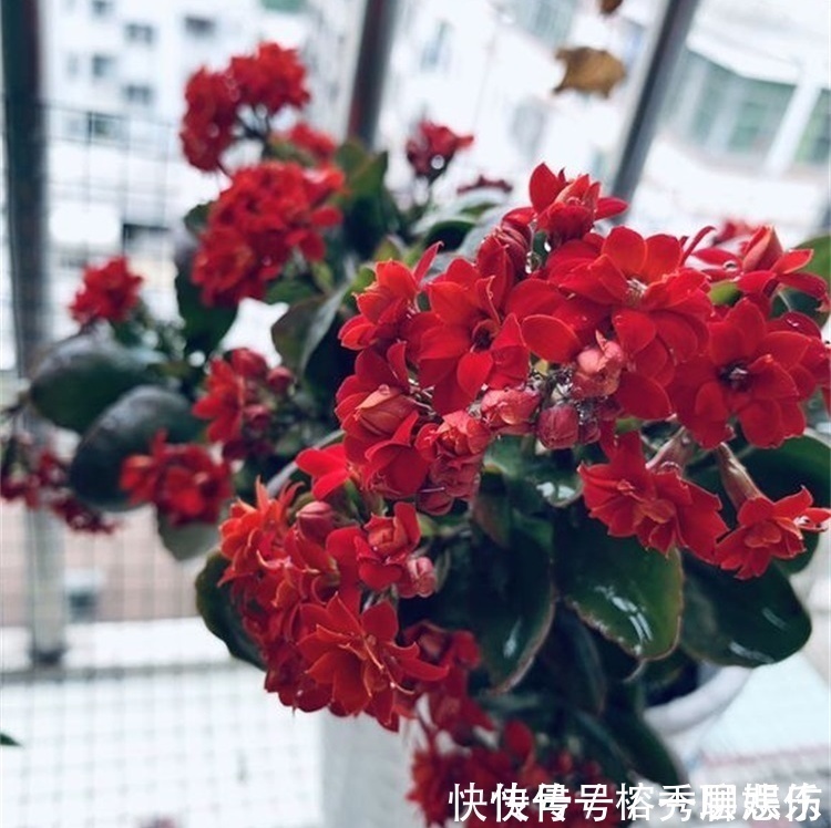 生物碱|四种不宜养在室内的花,长得好看,却带毒,尽量别养在室内