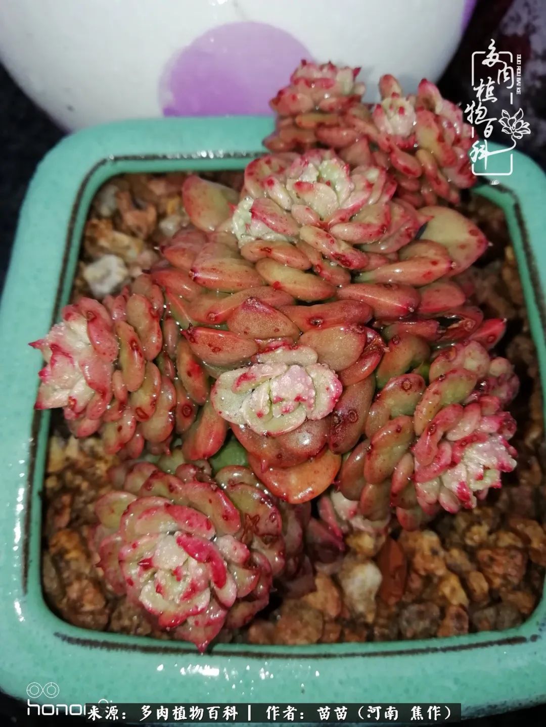 迷上多肉后，有一种喜欢叫一日看三回！