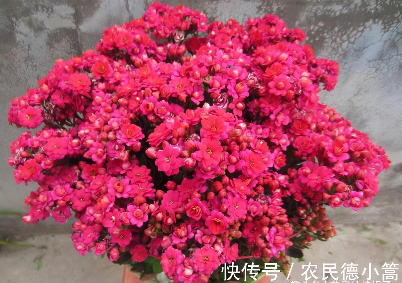 10月养护刚买的长寿花，5个方面不能急着做，不然开花会受到影响