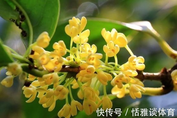 “桂花树门前，贵人立门内”，啥意思？院子栽种桂花树好不好？