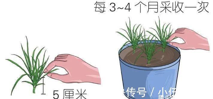 植株|盆栽“法宝”:收获前是“驱虫剂”,收获后可香料、可茶饮!