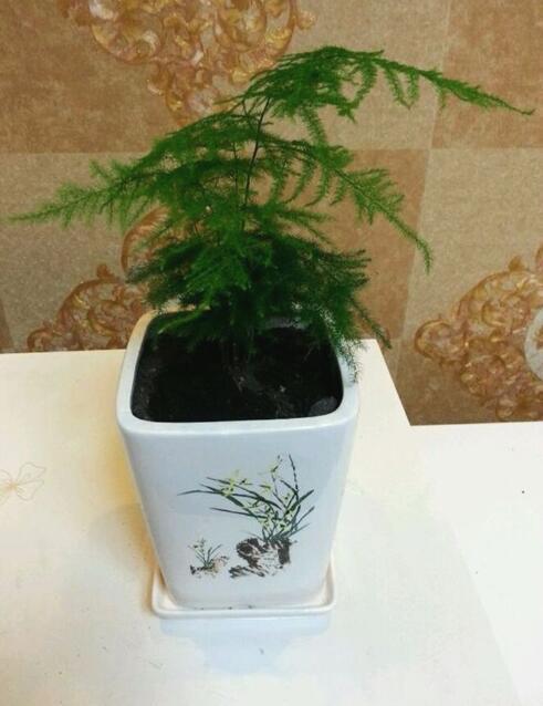 文竹烂根还能救活吗教你3个挽救小妙招，让文竹“起死回生”